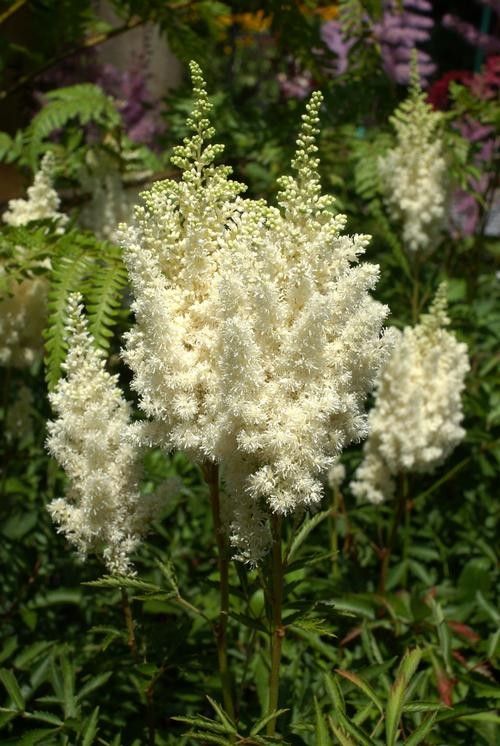 Astilbe arendsii 'Weisse Gloria" Tuber