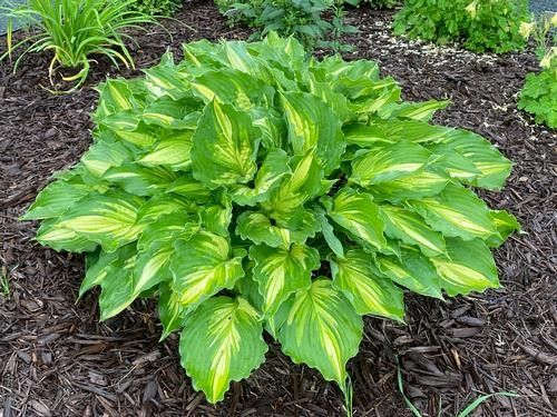 Hosta "Lakeside Cupcake'' #1 Tuber