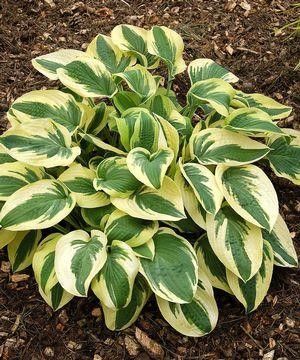 Hosta "Wide Brim'' #1 Tuber