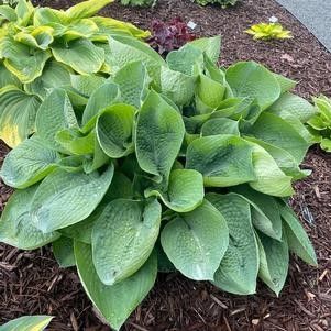 Hosta "Abiqua Drinking Gourd'' #1 Tuber