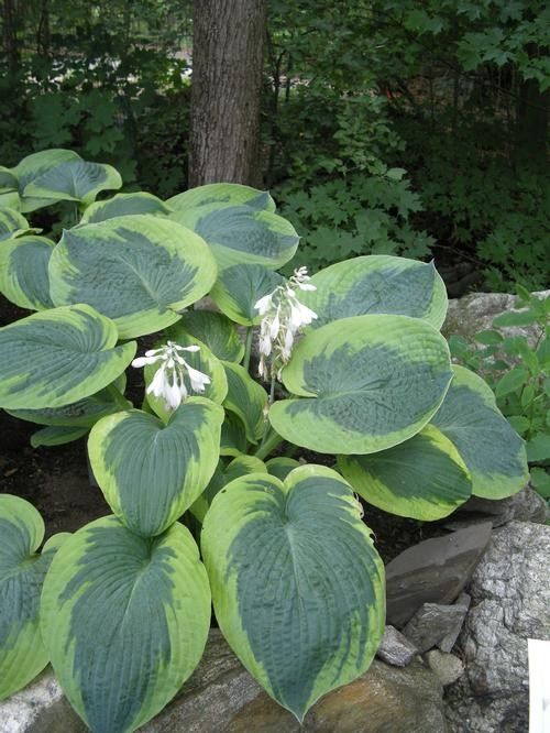 Hosta "Olive Bailey Langdon'' #1 Tuber