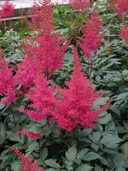 Astilbe japonica "Montgomery" Tuber