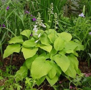 Hosta "August Moon'' #1 Tuber