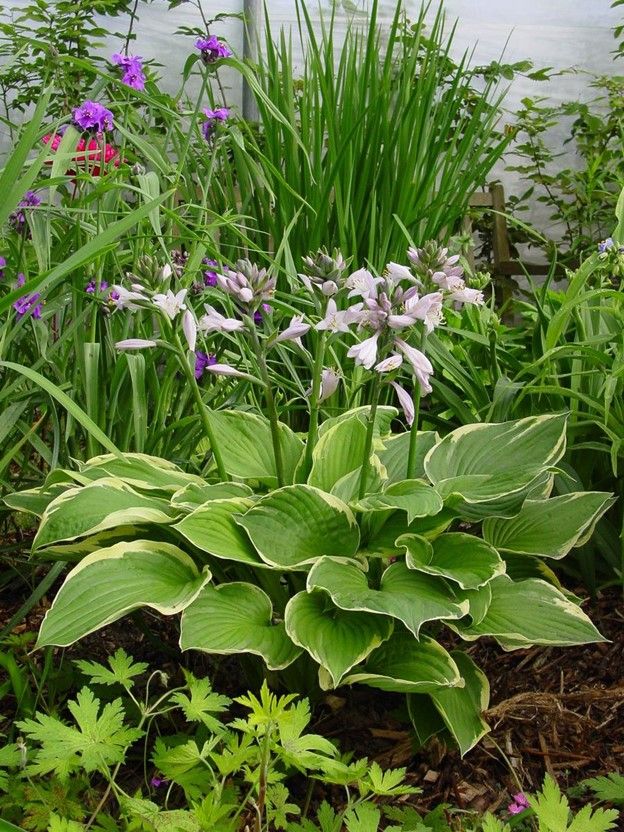 Hosta "fortunei Aureomarginata" #1 Tuber