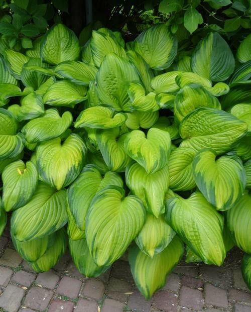 Hosta "Guacamole'' #1 Tuber