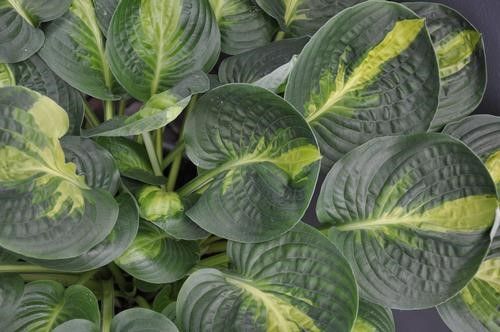 Hosta "Warwick Comet'' #1 Tuber