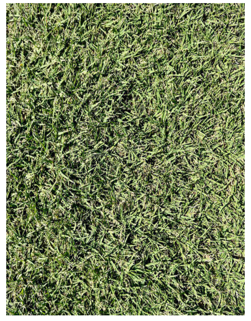 SOD - Bermuda Sod Tifway 419 Bermudagrass (1 Pallet= 500 Sq Ft). Call for Pricing.