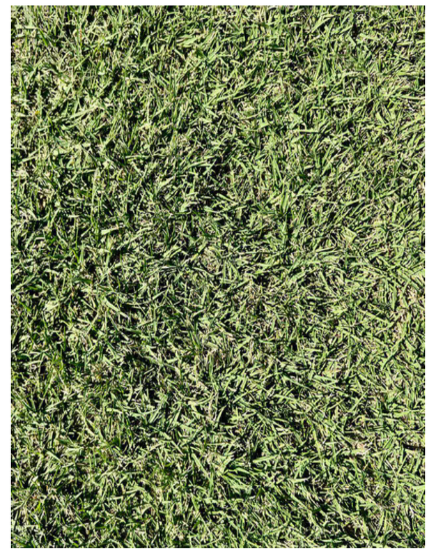 SOD - Bermuda Sod Tifway 419 Bermudagrass (1 Pallet= 500 Sq Ft)