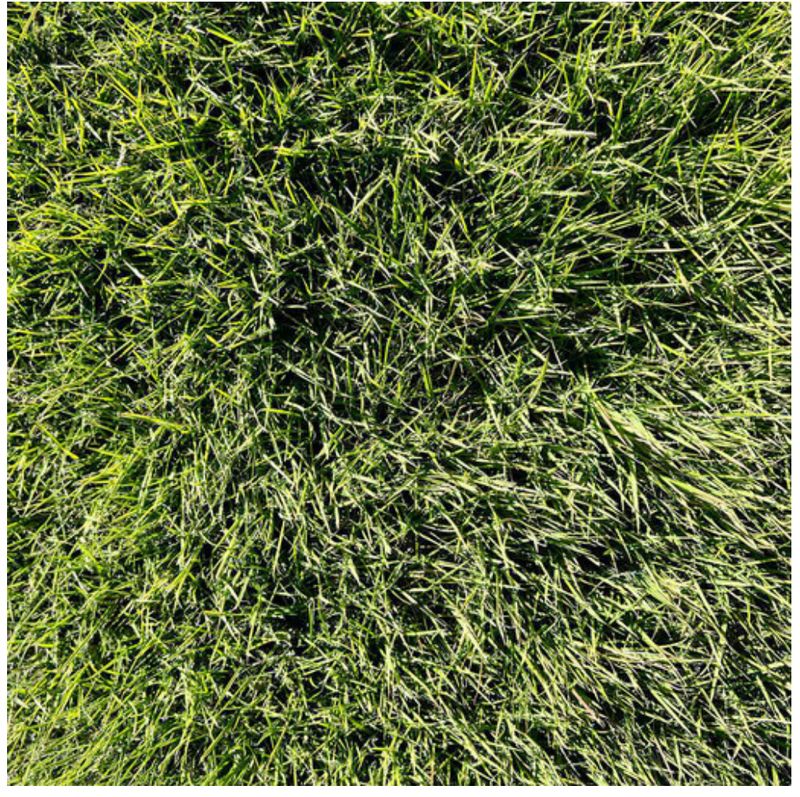 SOD - Zoysia Sod Zeon Zoysiagrass (1 Pallet= 500 Sq Ft). Call for Pricing.