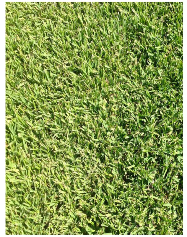 SOD - CENTIPEDE Sod TifBlair (1 Pallet= 500 Sq Ft). Call for Pricing.
