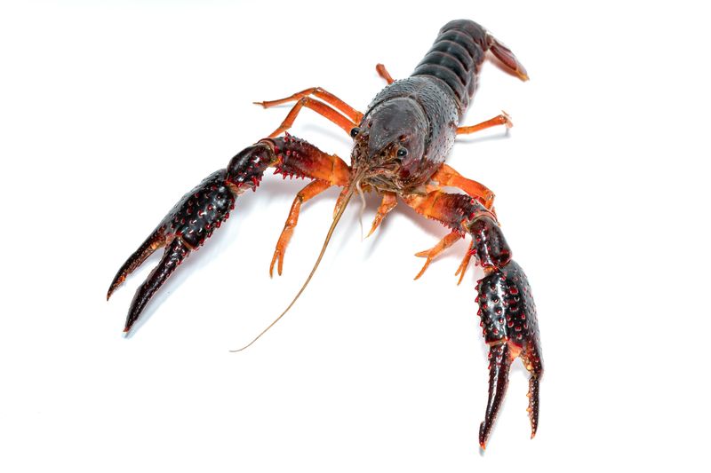 Crawdaddy (Lead Sponsor)