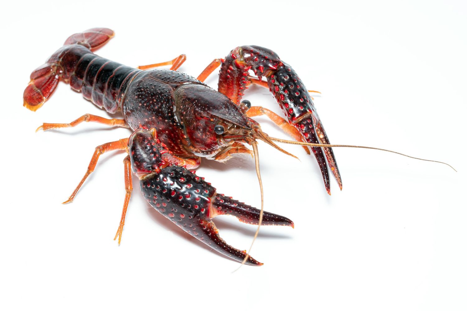Crawdaddy Team