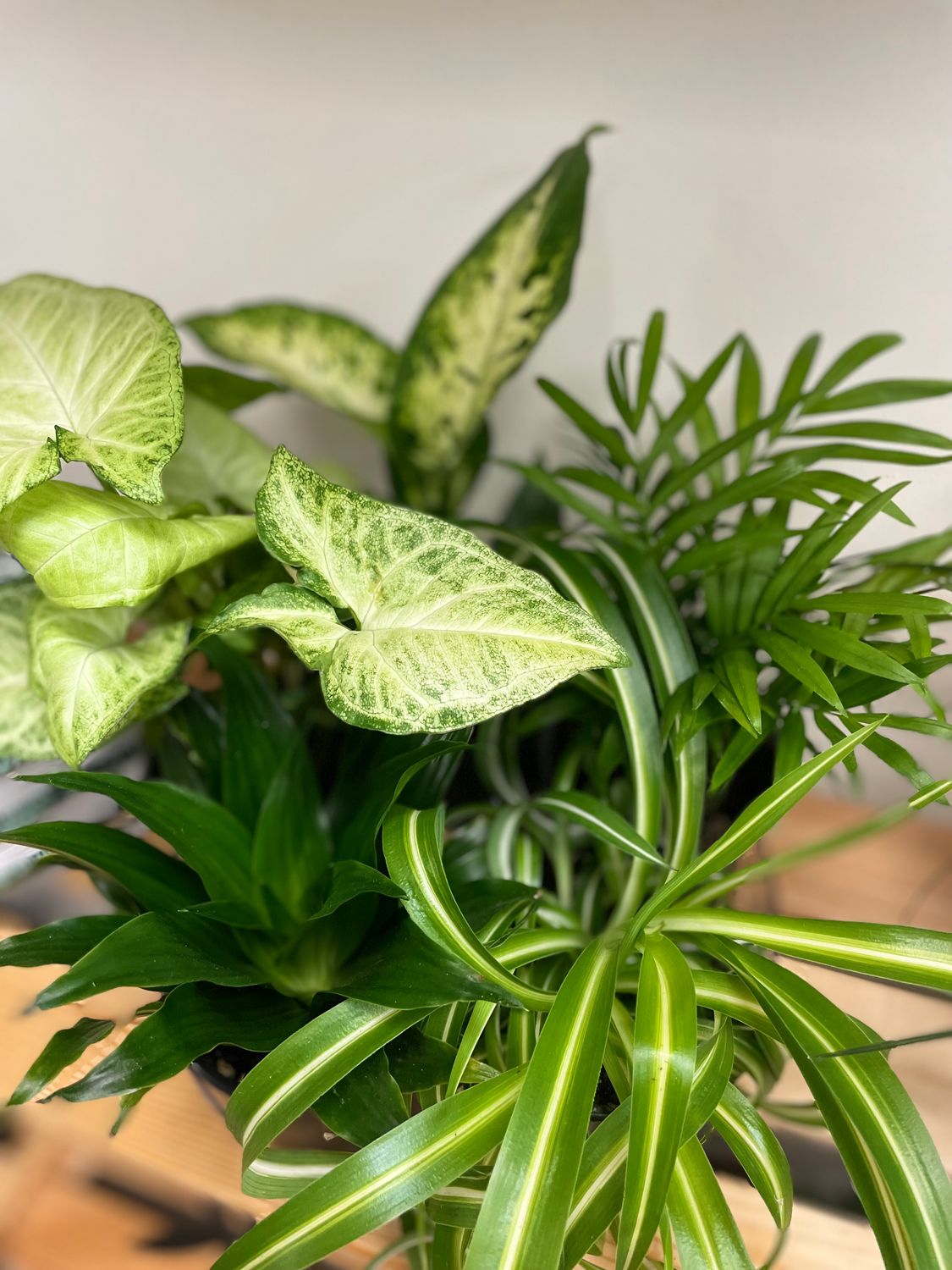 Assorted Tropicals 4&quot;