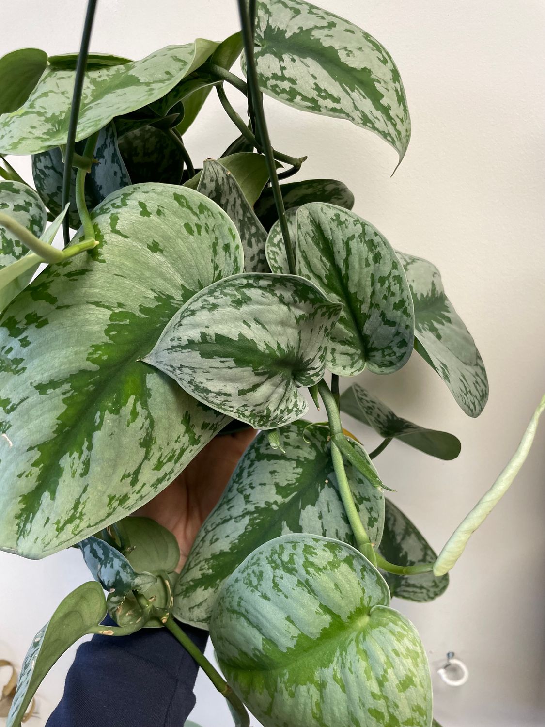 Assorted  6&quot; Hanging Plant