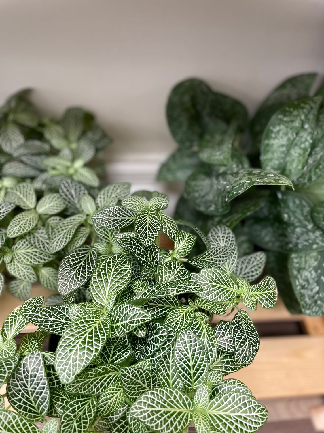 Assorted Tropicals 6” Plant