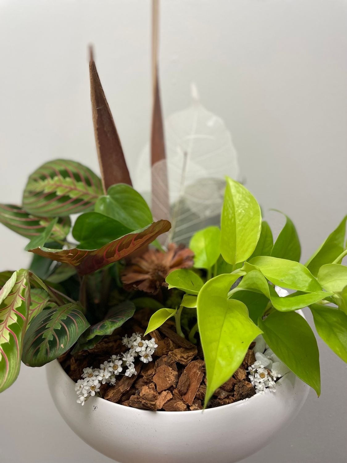 Large Tropical Planter Collection