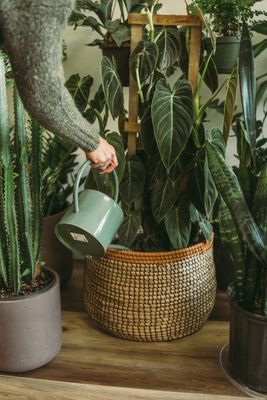 Plants