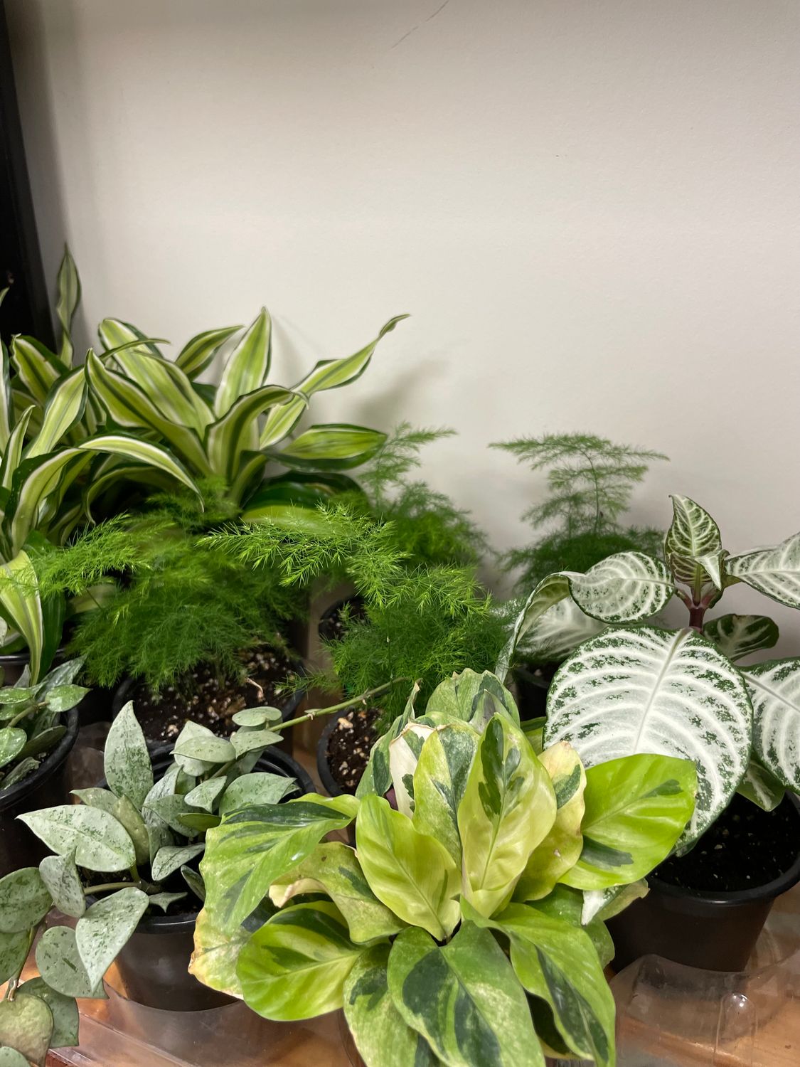 Fern Asparagus Plumosa 4&quot;