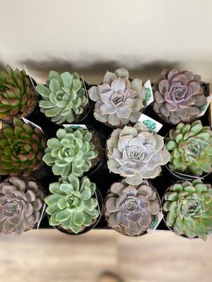 Succulents/Cacti