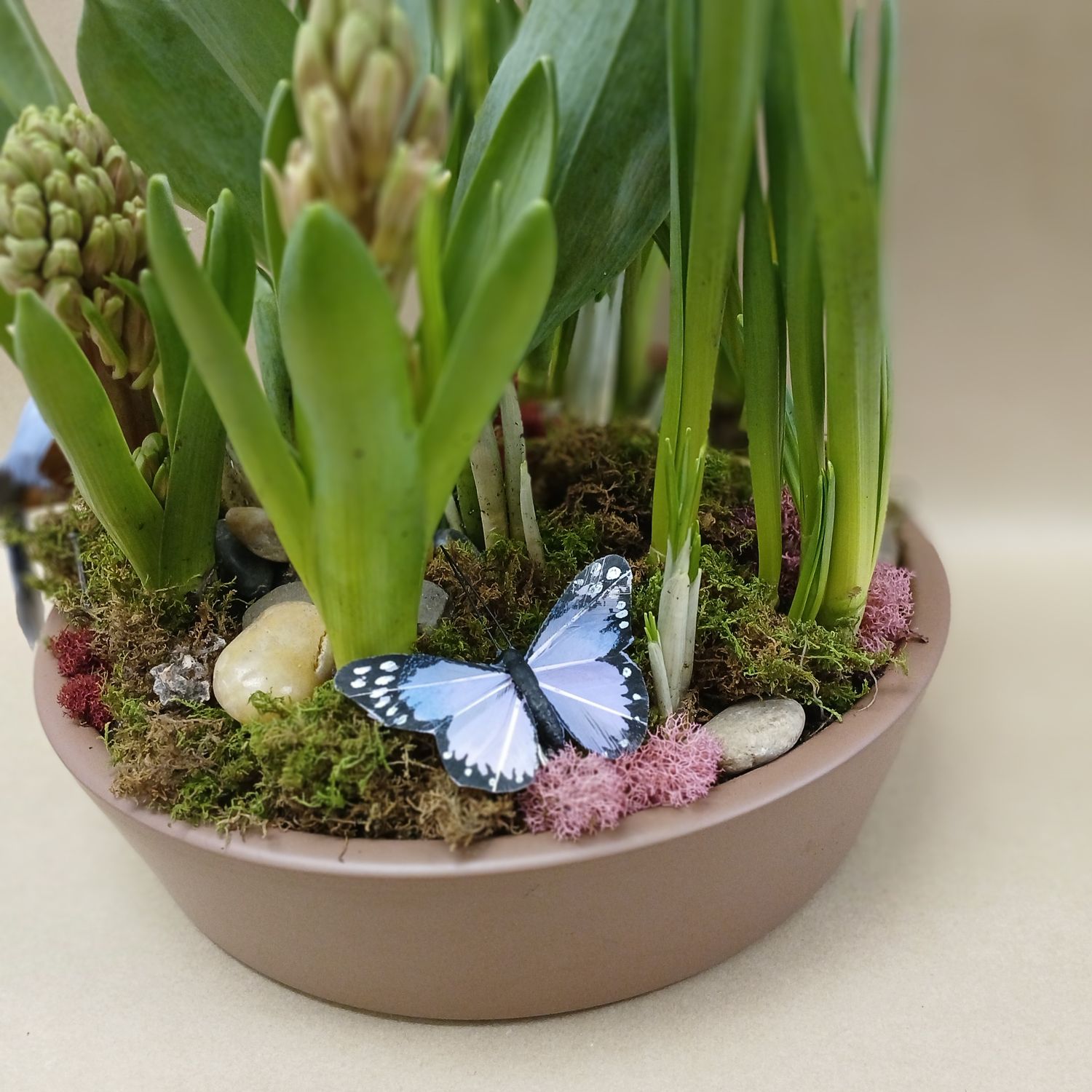 Spring Bulb Planter