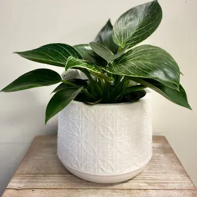 Decorative Pot