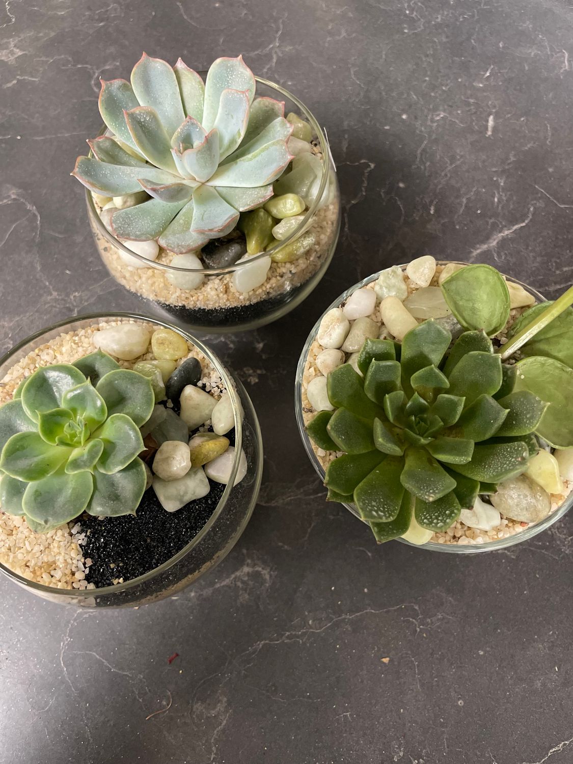 Petit Succulent/Cacti Planter