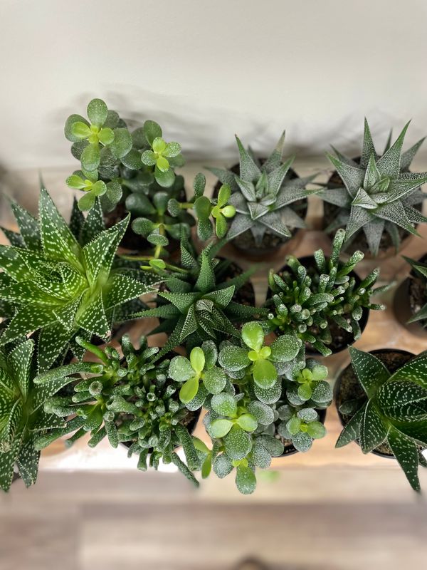 Haworthia/Succulent