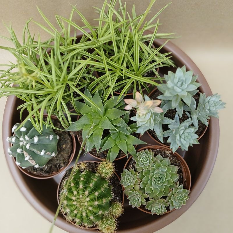 Cacti Assorted