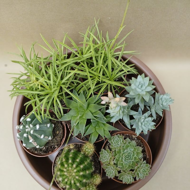 Succulent Echeveria