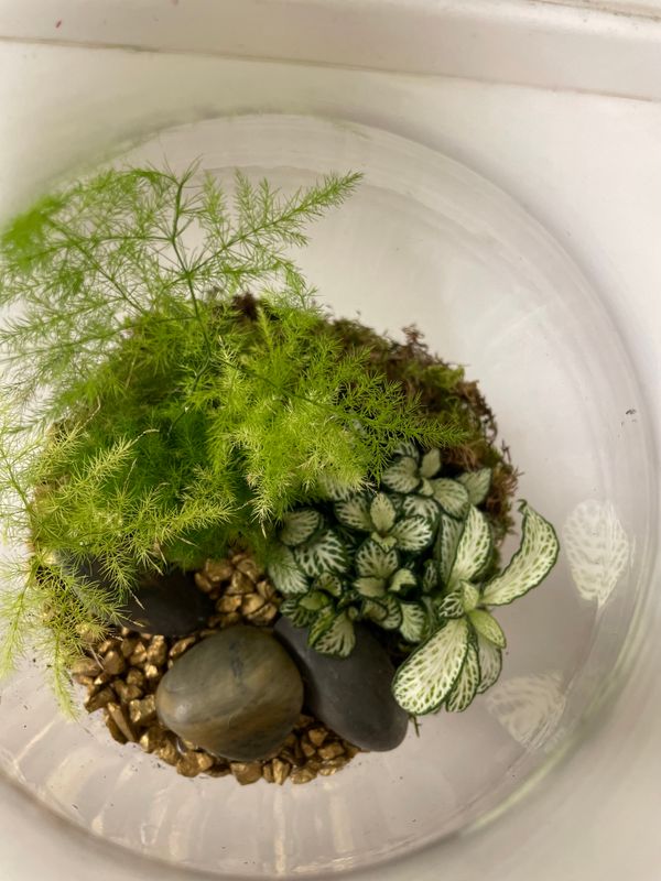 Terrarium