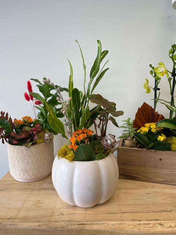 Harvest planter