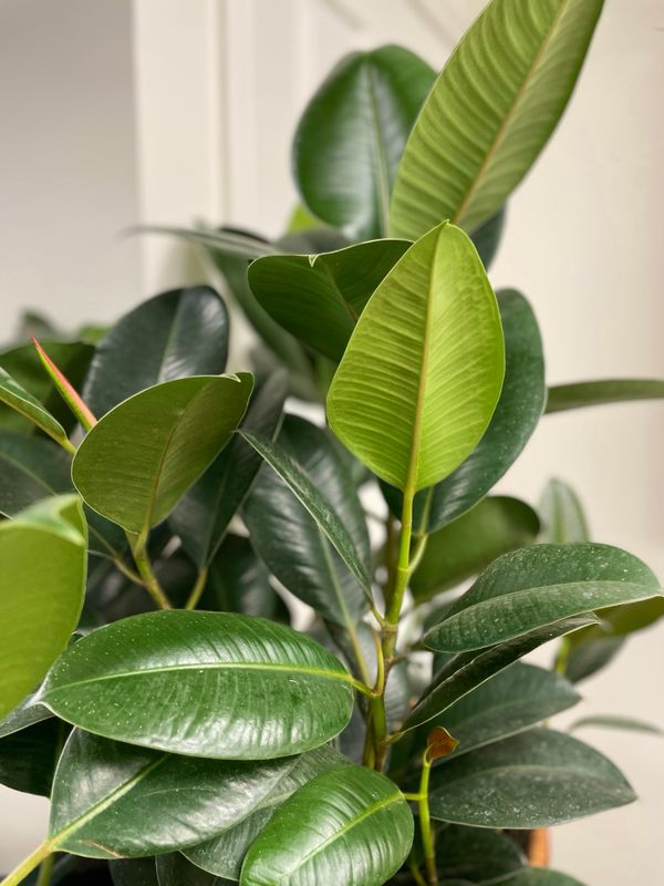 Plant Subscription