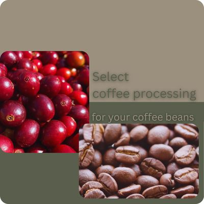 Coffee Processing