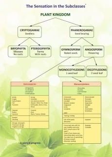 The Sensation in the Subclasses - Plant Chart* (Sankaran)