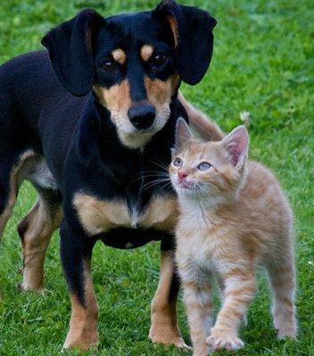 Animals Natural Health