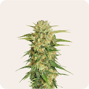 THCa Flower
