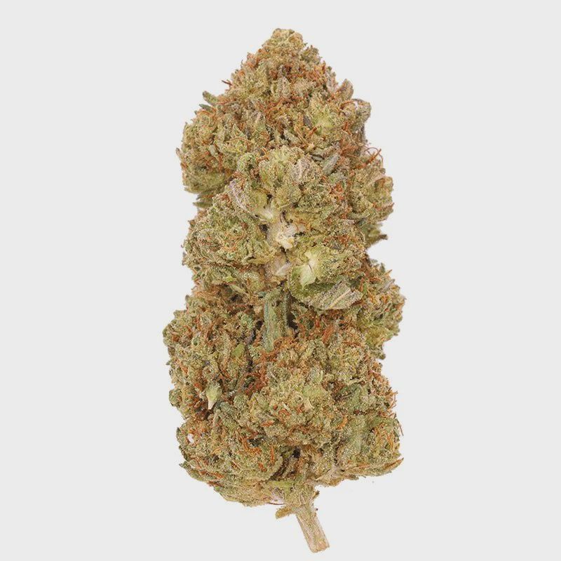 Gelato 45