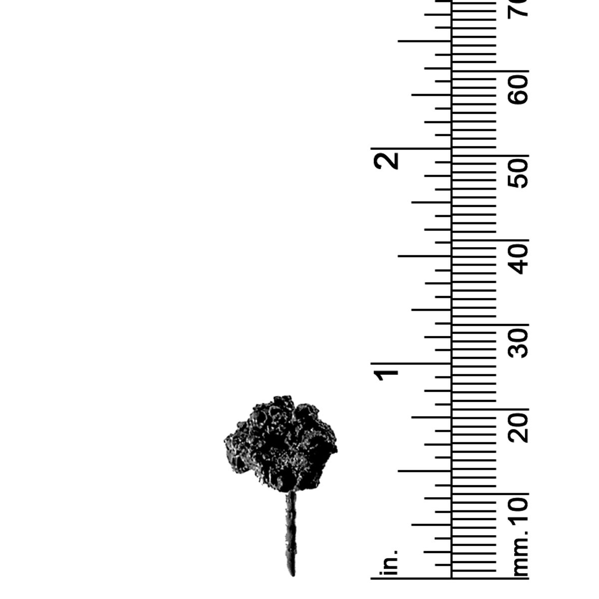 3/4&quot; ROUND TOP TREE