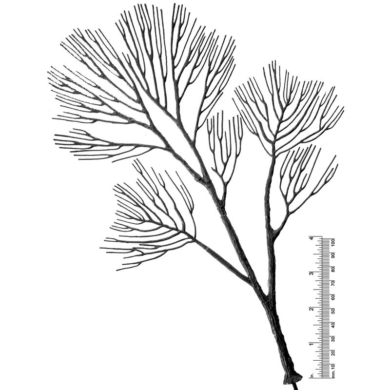 11&quot; DECIDUOUS TREE