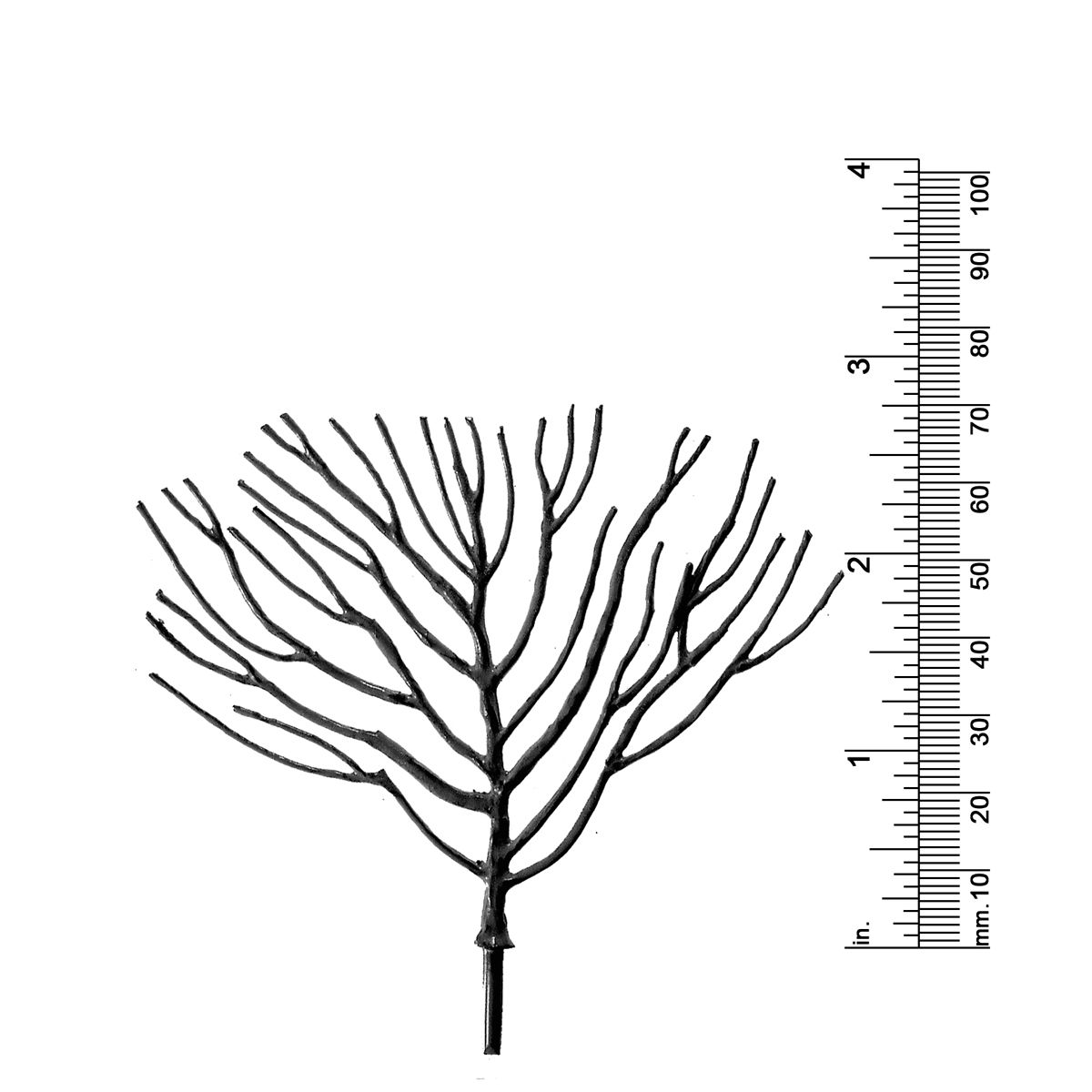 3&quot; DECIDUOUS TREE