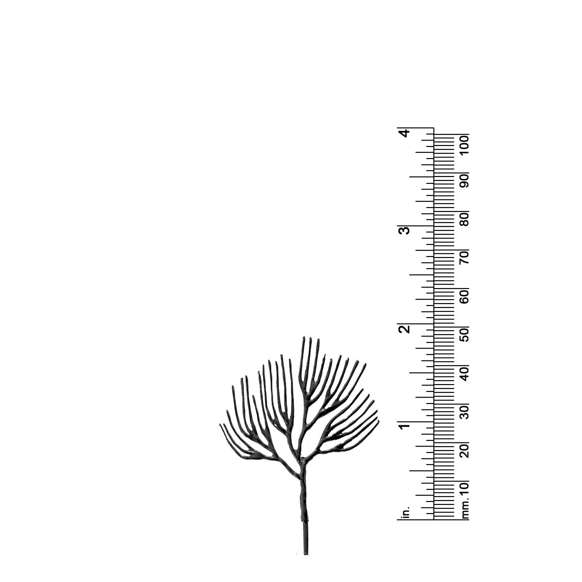 2&quot; DECIDUOUS TREE