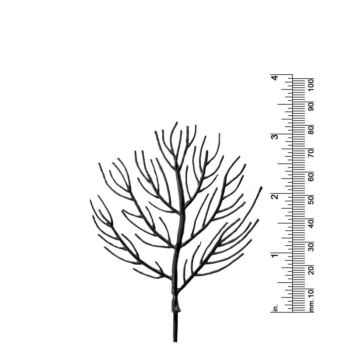 3-1/4&quot; DECIDUOUS TREE