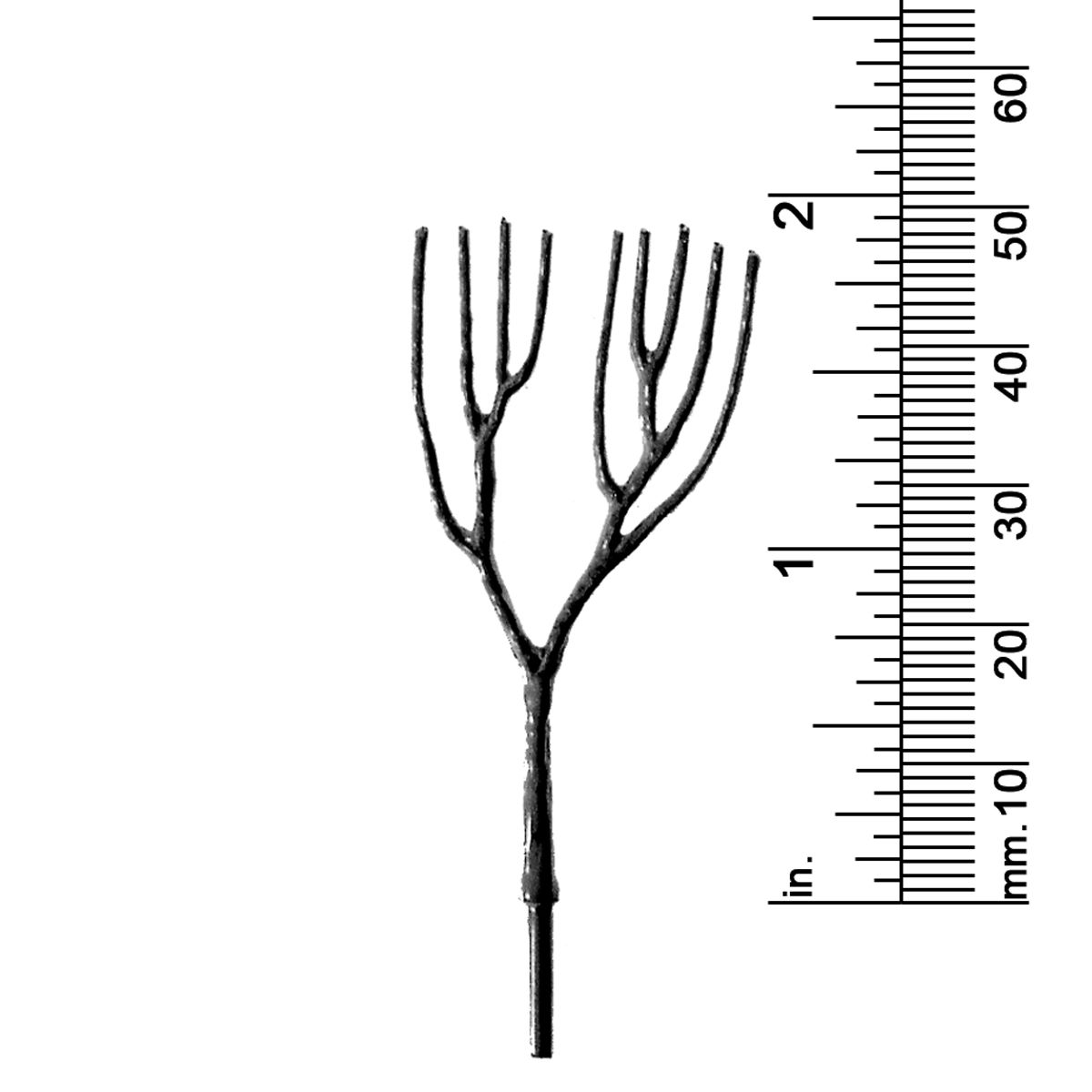 1-7/8&quot; DECIDUOUS TREE