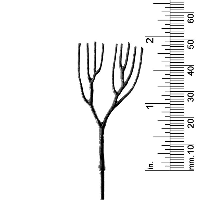 1-7/8&quot; DECIDUOUS TREE
