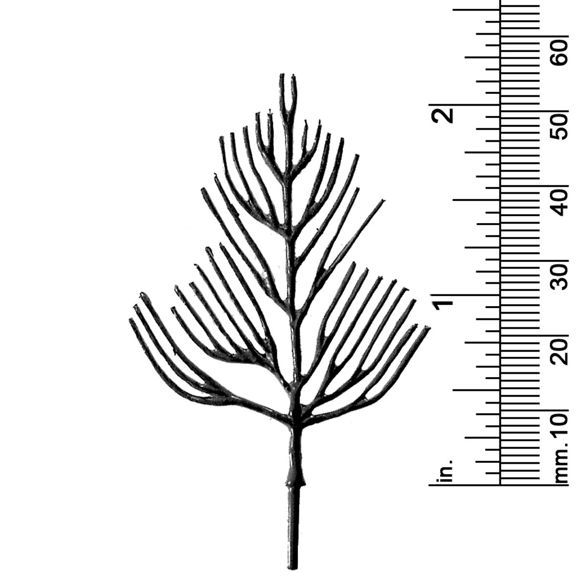 2-1/8&quot; DECIDUOUS TREE
