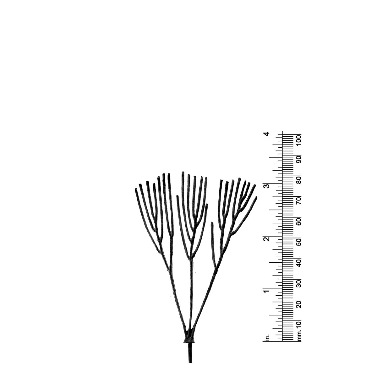 3-1/4&quot; TRIPLE TRUNK DECIDUOUS TREE
