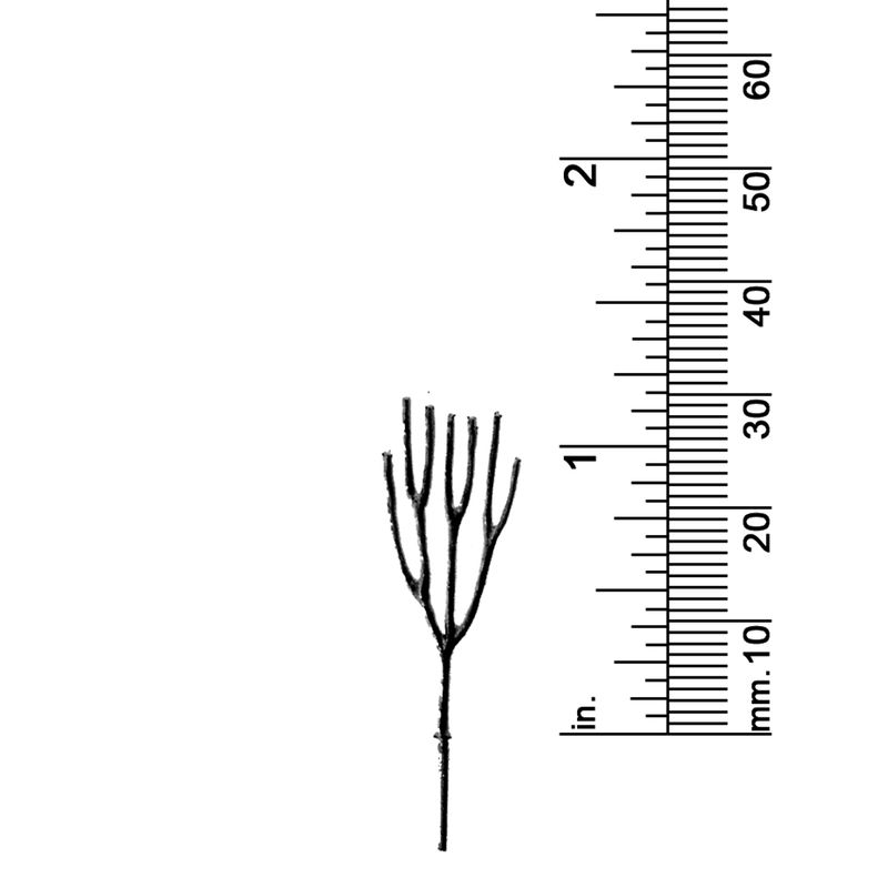 1-1/8&quot; DECIDUOUS TREE