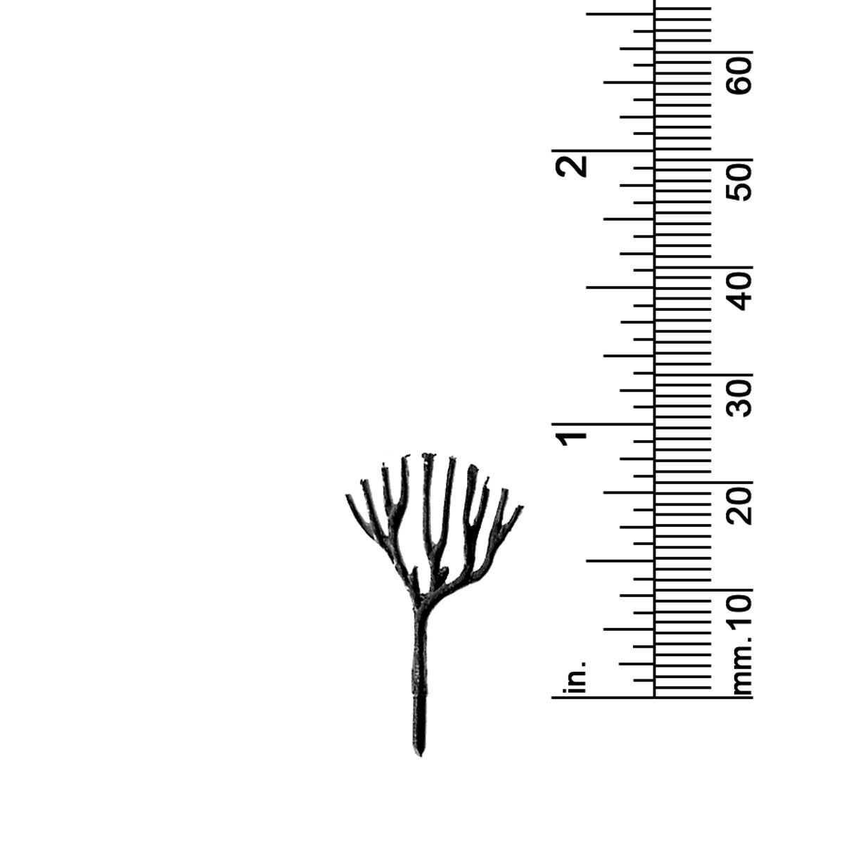 7/8&quot; DECIDUOUS TREE