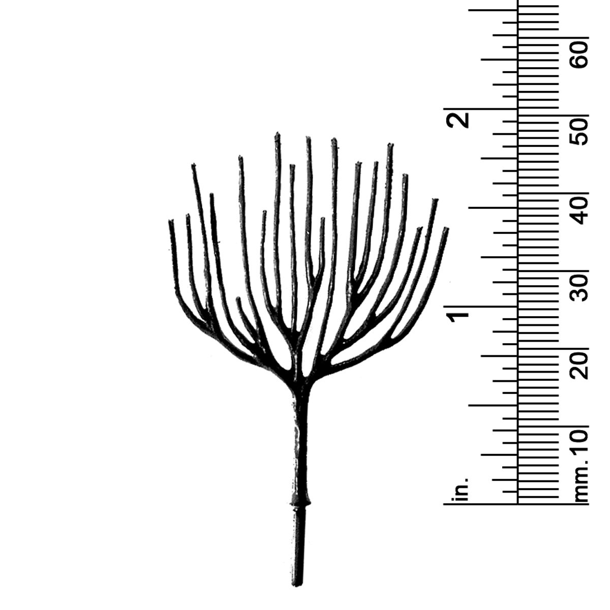 1-7/8&quot; DECIDUOUS TREE