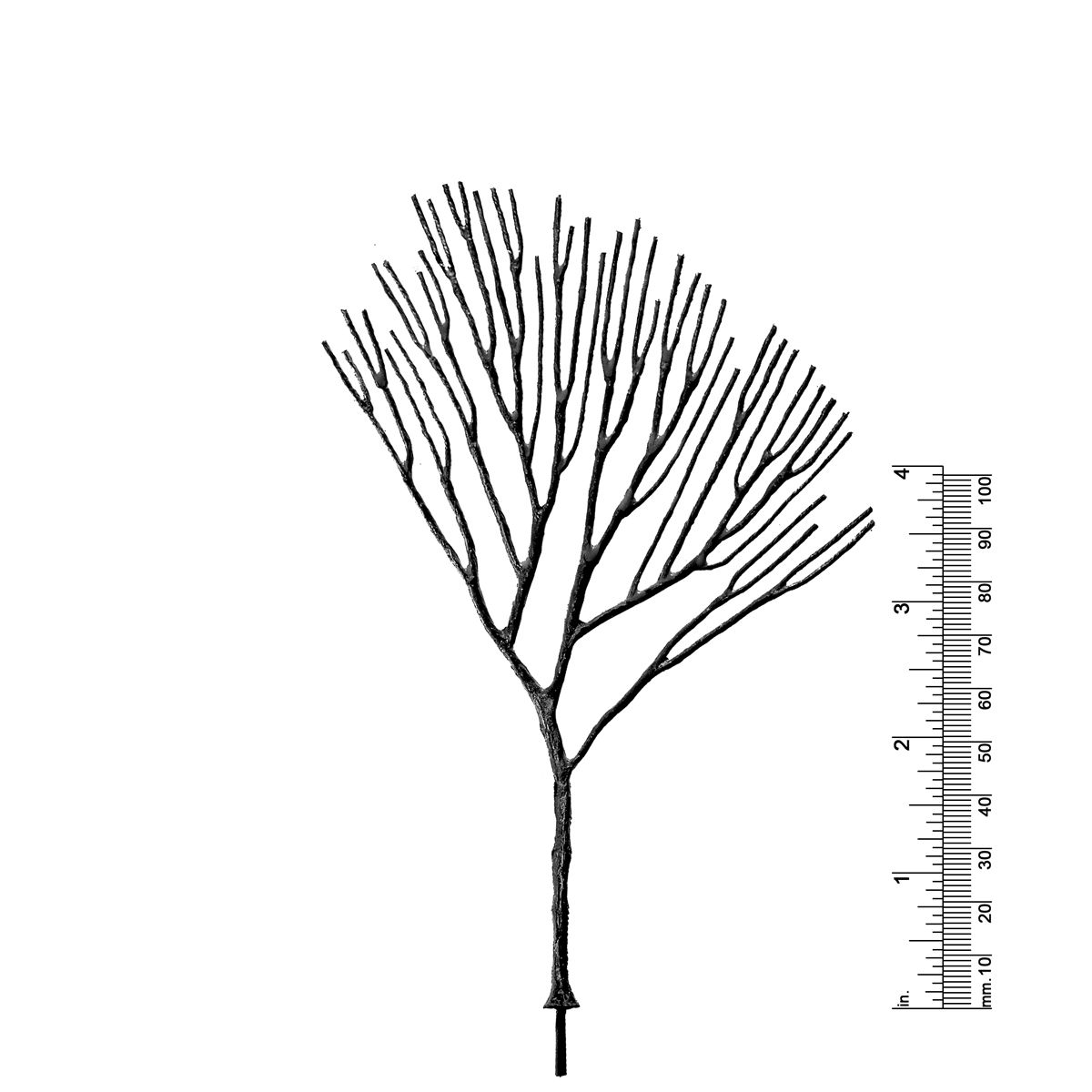 5-1/2&quot; DECIDUOUS TREE